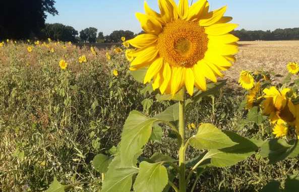 Sonnenblumen am Feldrand